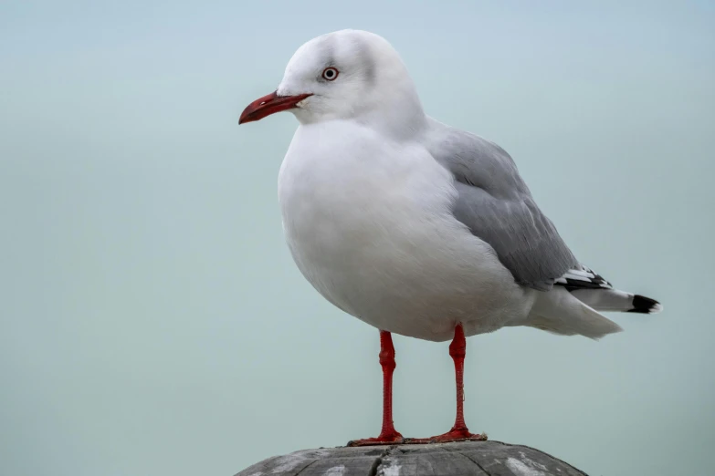 a bird standing on top of an object with red legs