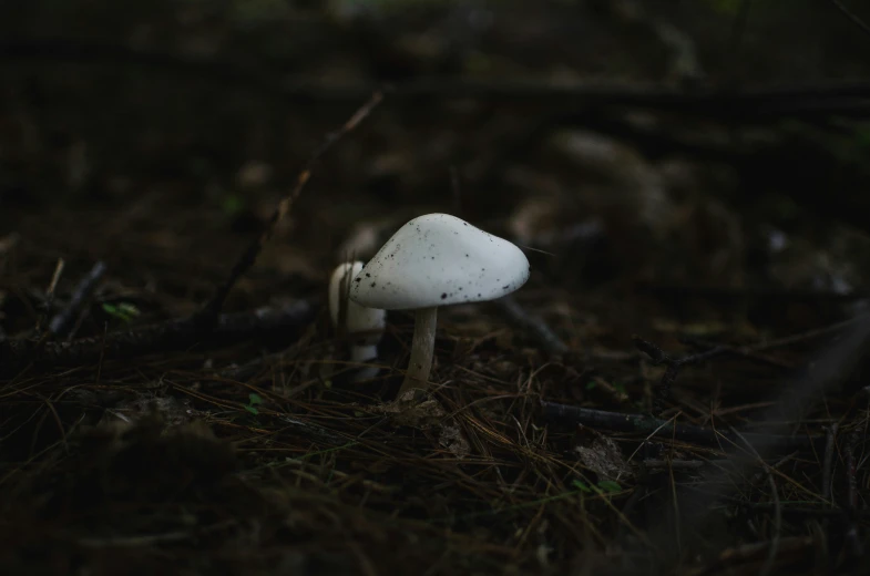 white mushroom growing in a forest in the dark