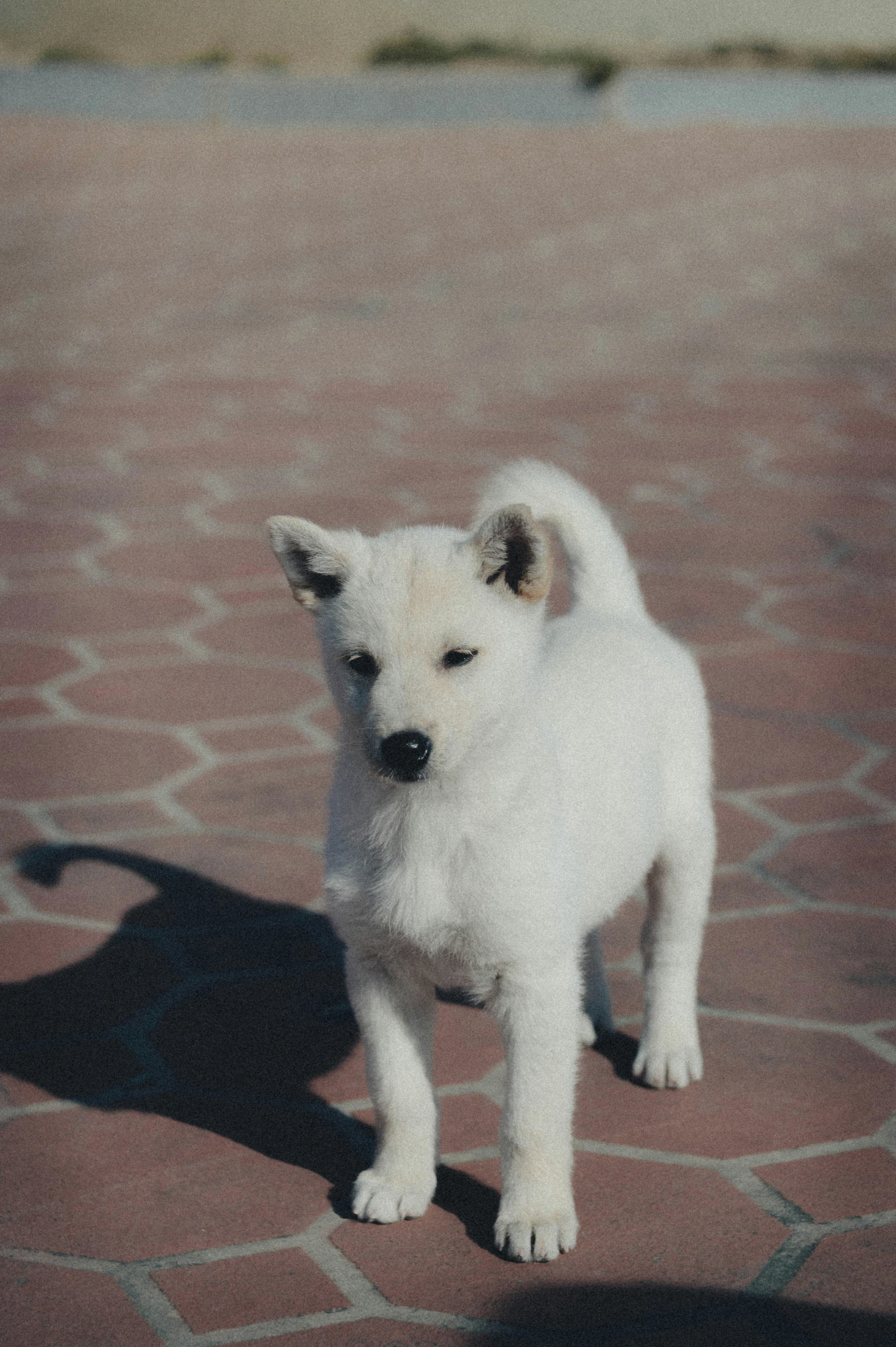 small dog walking on a brick surface with a shadow