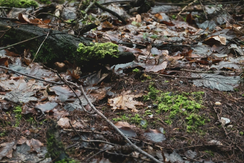 mossy tree trunk laying on the ground surrounded by autumn leaves