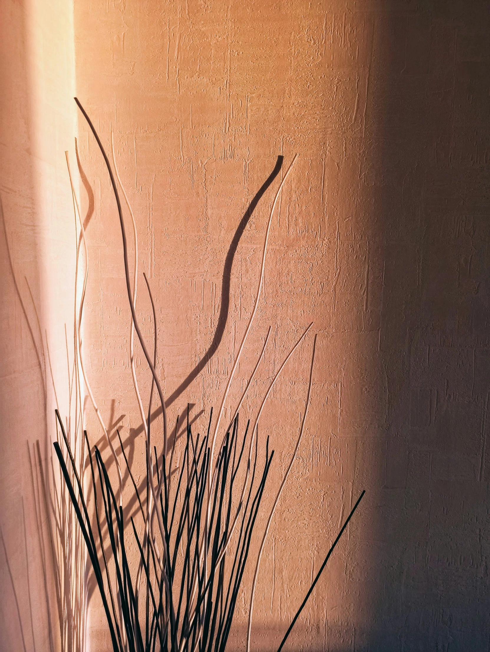 a plant shadow on a wall casts its face on the wall