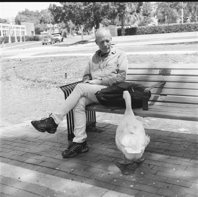 a person sitting on top of a wooden bench next to a duck