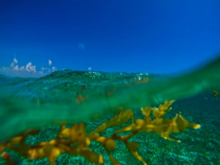 underwater view of leaves and water surface with blue sky