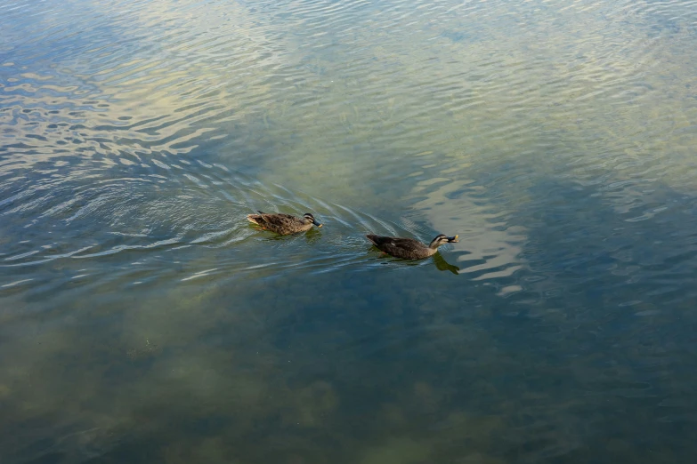 two ducks that are swimming in the water