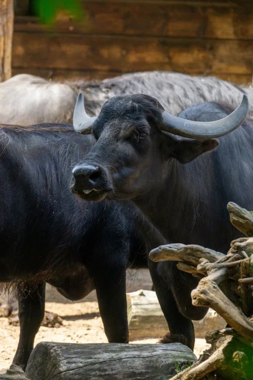 a large black cow standing in the dirt