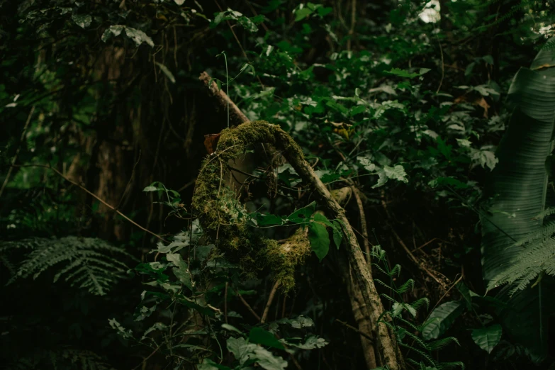 a bunch of mossy plants in the middle of a forest