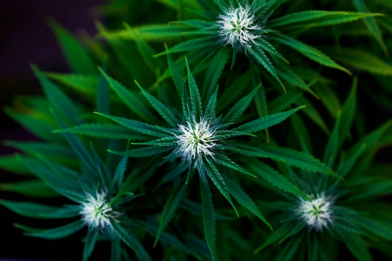 small weed plants can grow faster in the dark