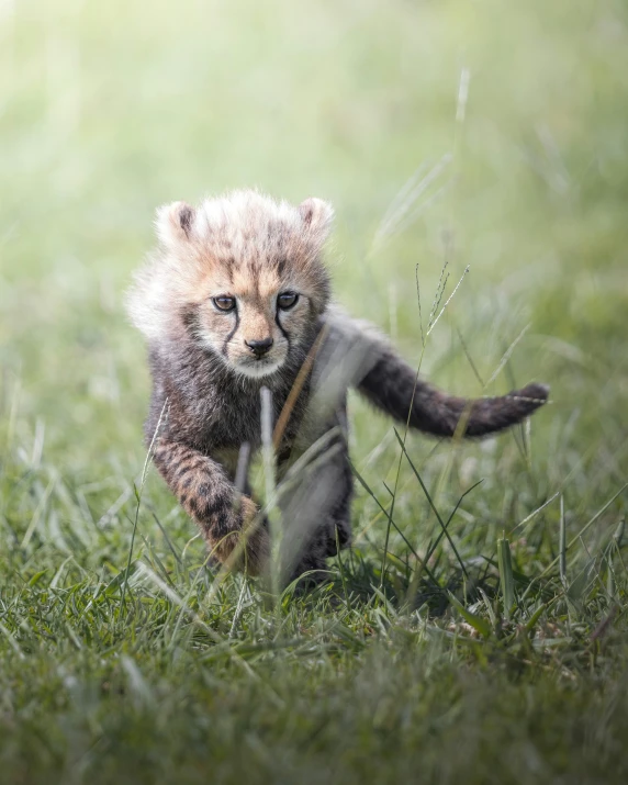 a small fluffy animal running in the grass