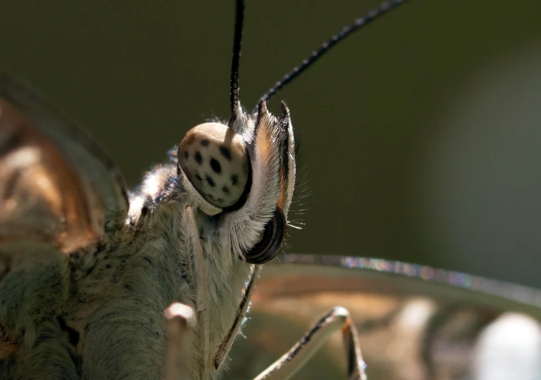 a very cute insect sitting on the back end of a leaf