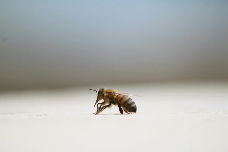 there is a picture of a bee on the ground