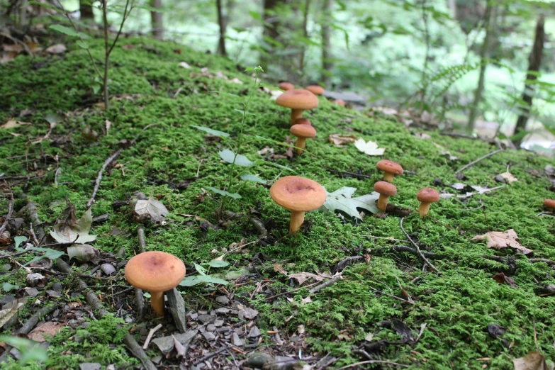 several mushrooms are growing on a moss covered hill