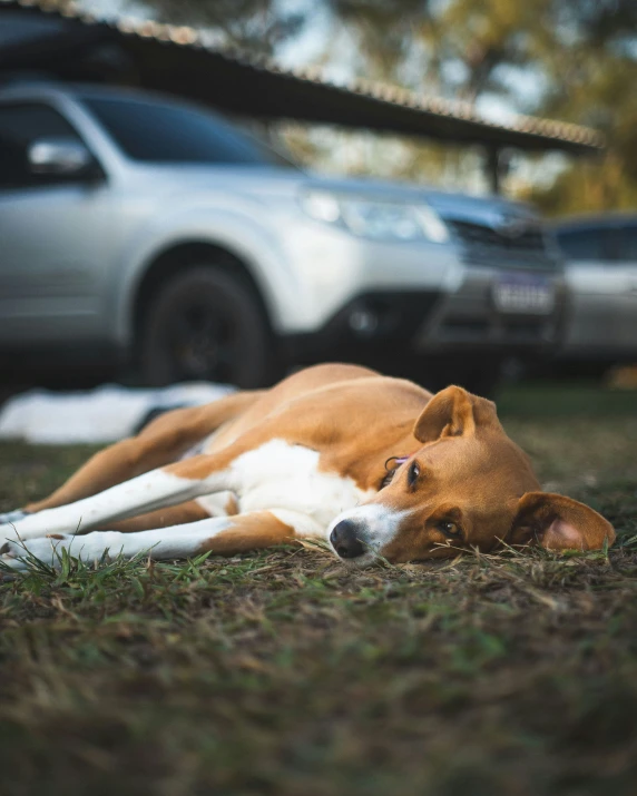 dog sitting on the ground near a parked car