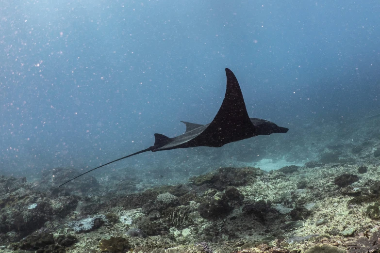 a manta ray in the ocean with its tail hanging loose
