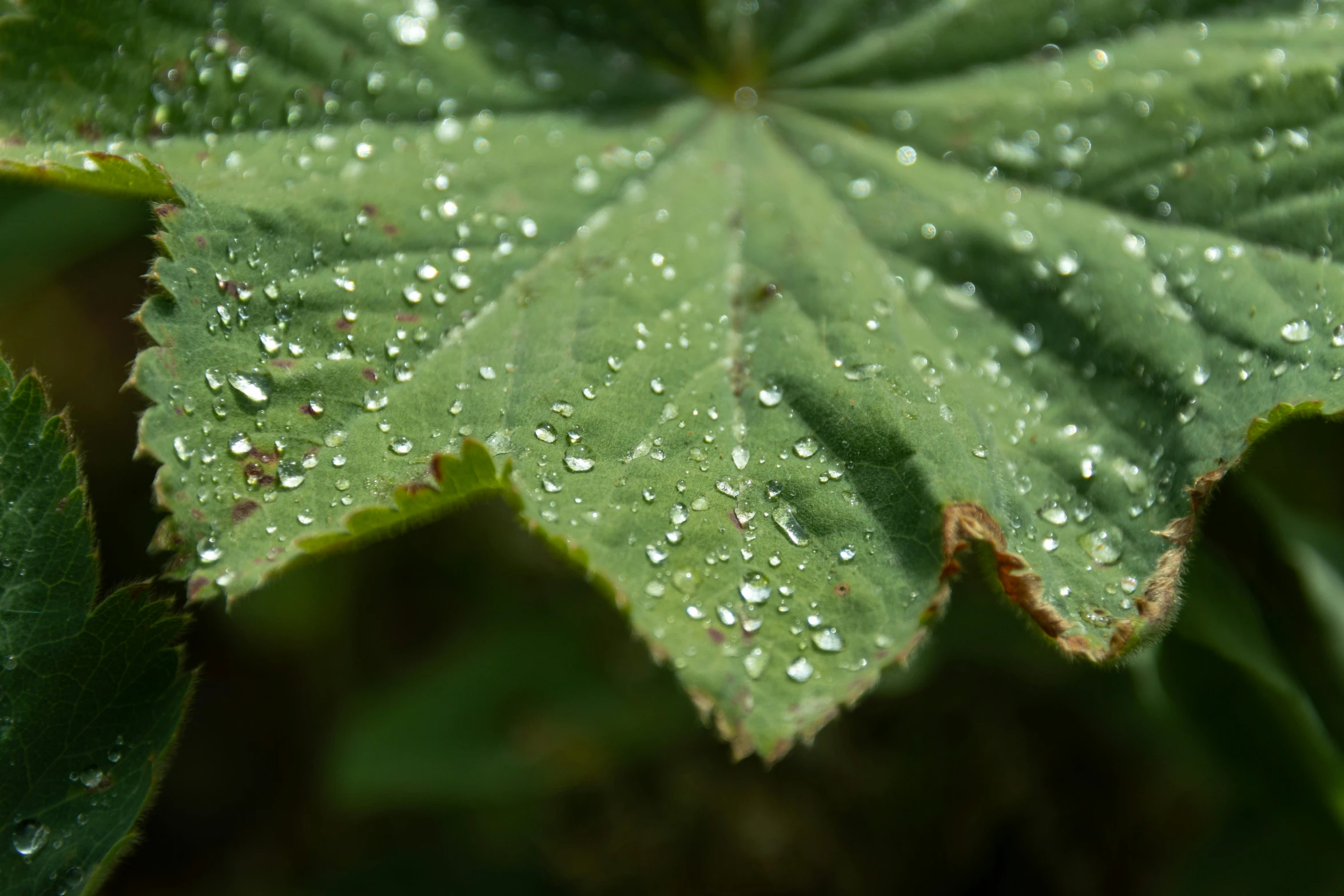 a closeup po of a large leaf with drops of water on it