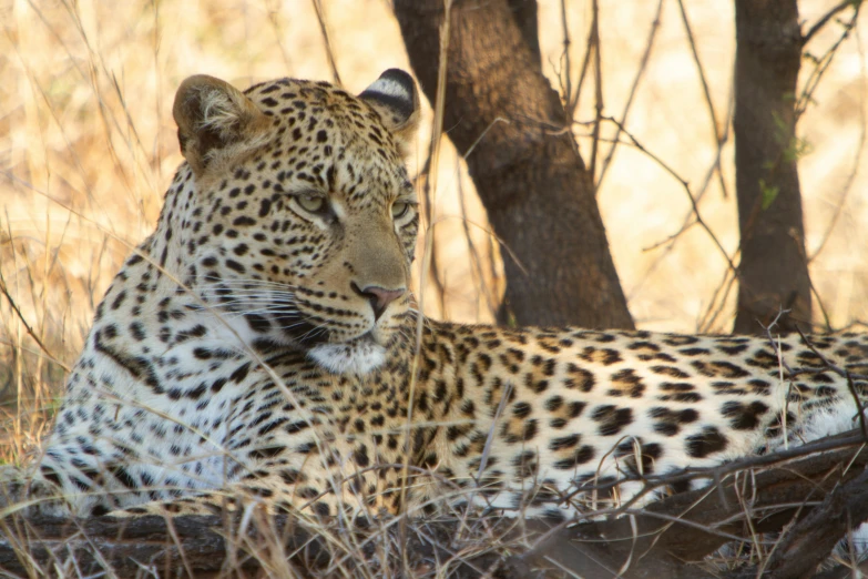 a leopard resting in the grass near a tree