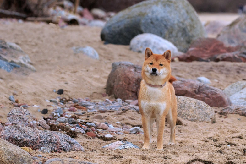a dog is standing in the sand by some rocks