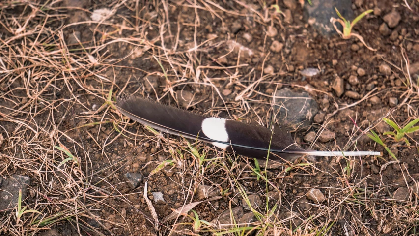 black and white feather laying on the ground in dirt