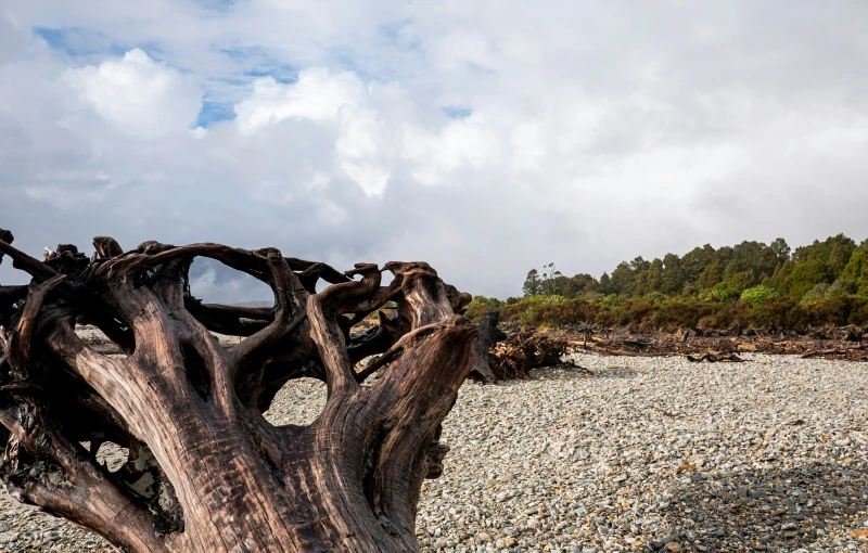 a view of an unusual looking tree stump near the ocean