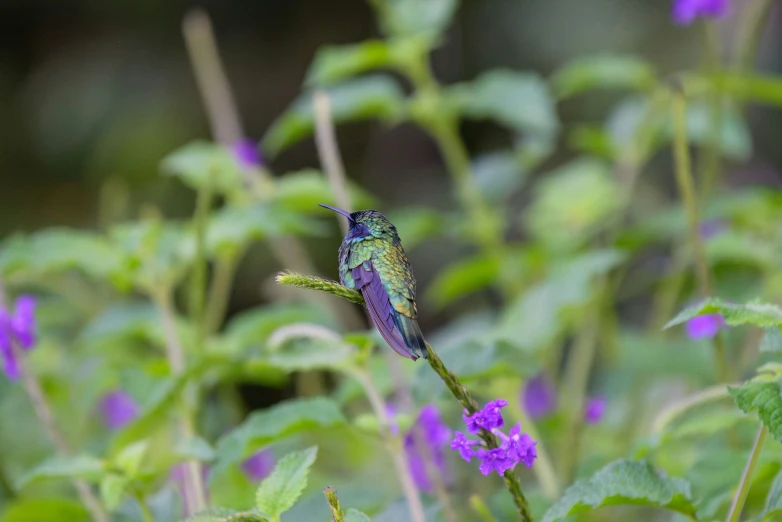 a little bird is perched on top of purple flowers