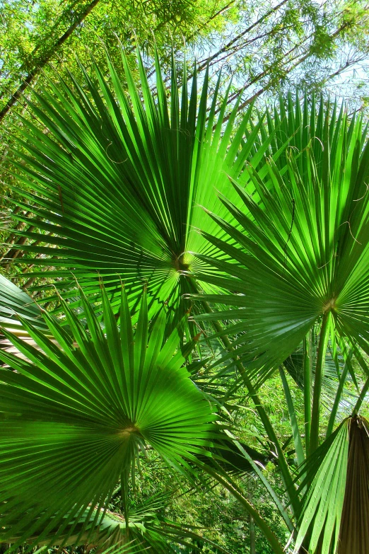 palm trees are featured in a tropical park