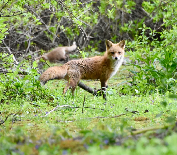 a fox is running through a field full of grass and bushes