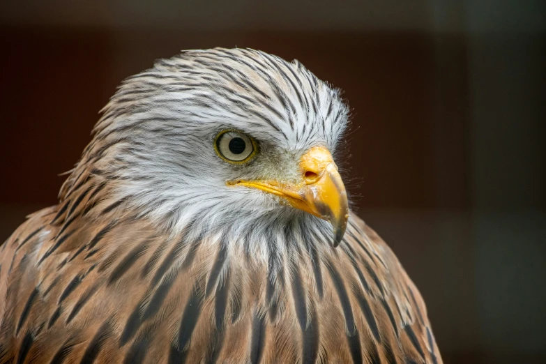 the hawk is an eagle that lives in the tropical forests