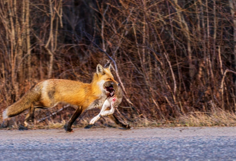 a fox running to get a cub into the water