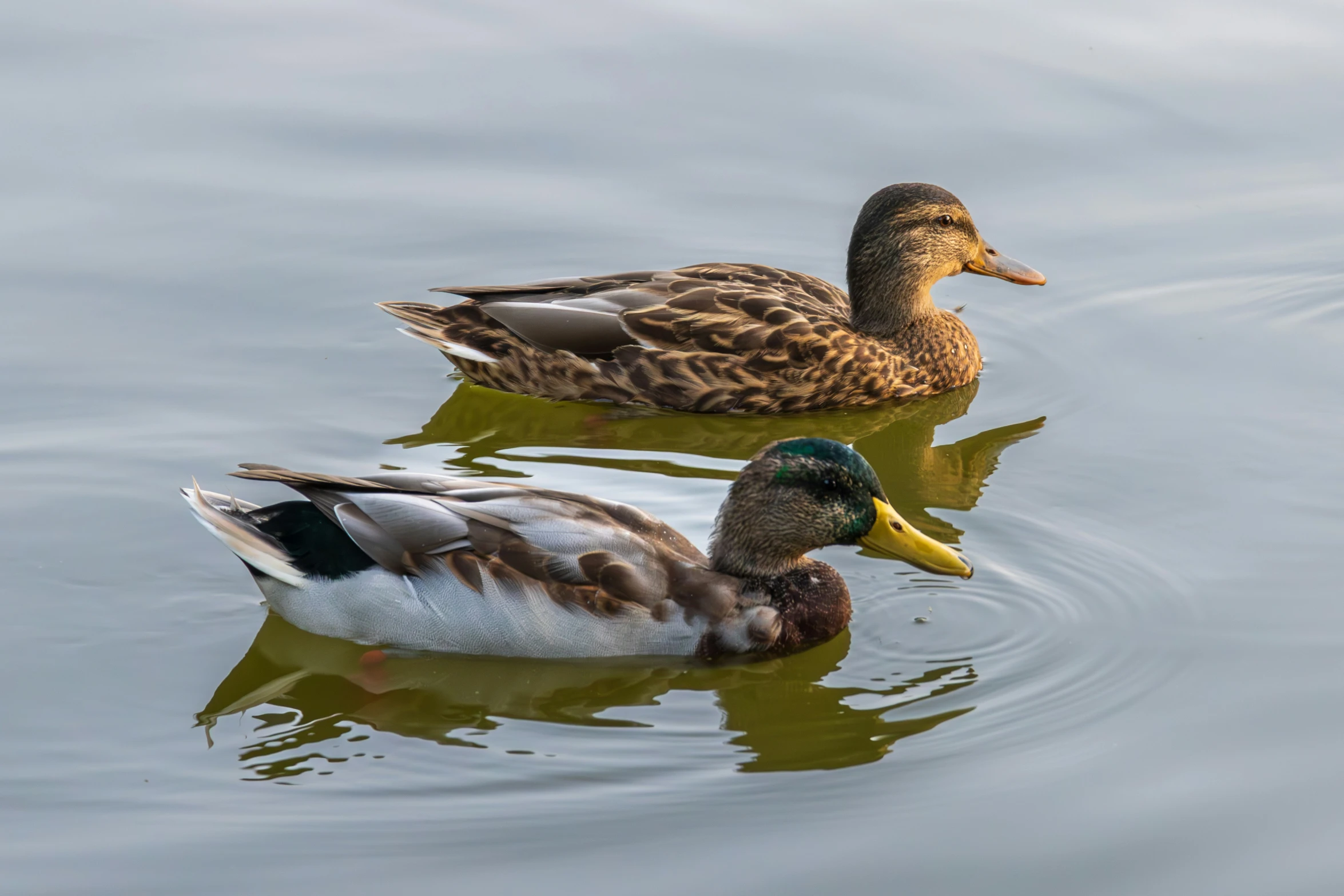 two ducks swimming in the calm water