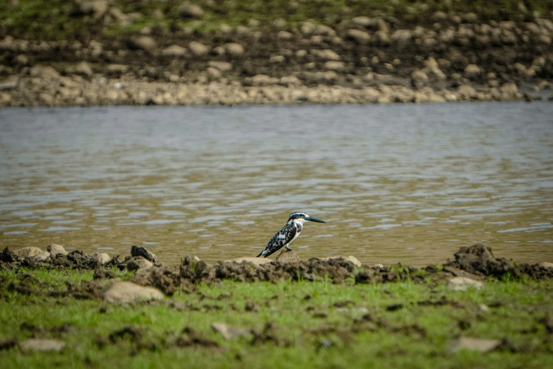 a bird stands in the water at a body of water