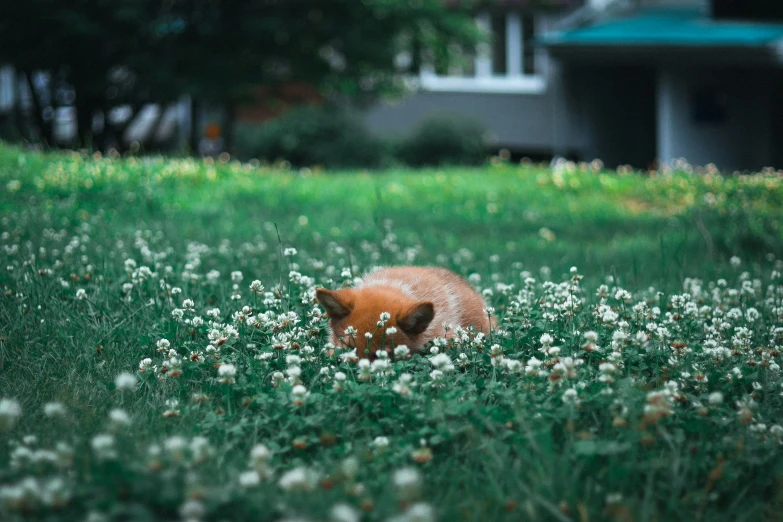 a brown dog laying in some grass next to some flowers