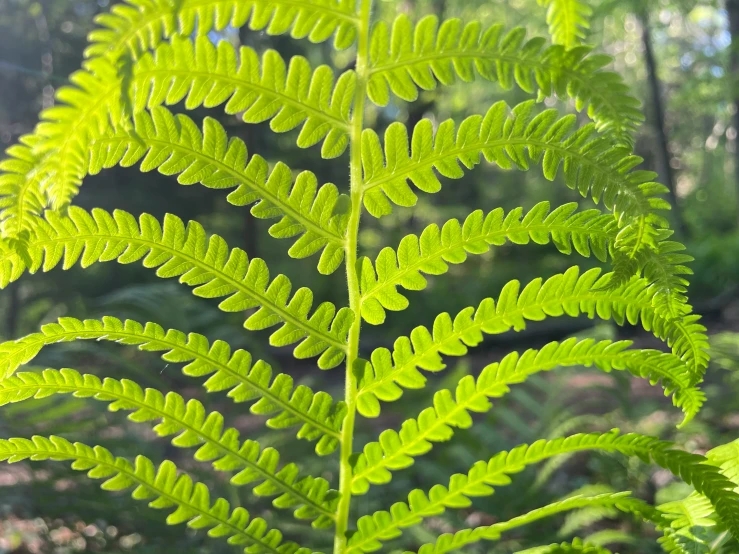 the large green leaf is in the wilderness