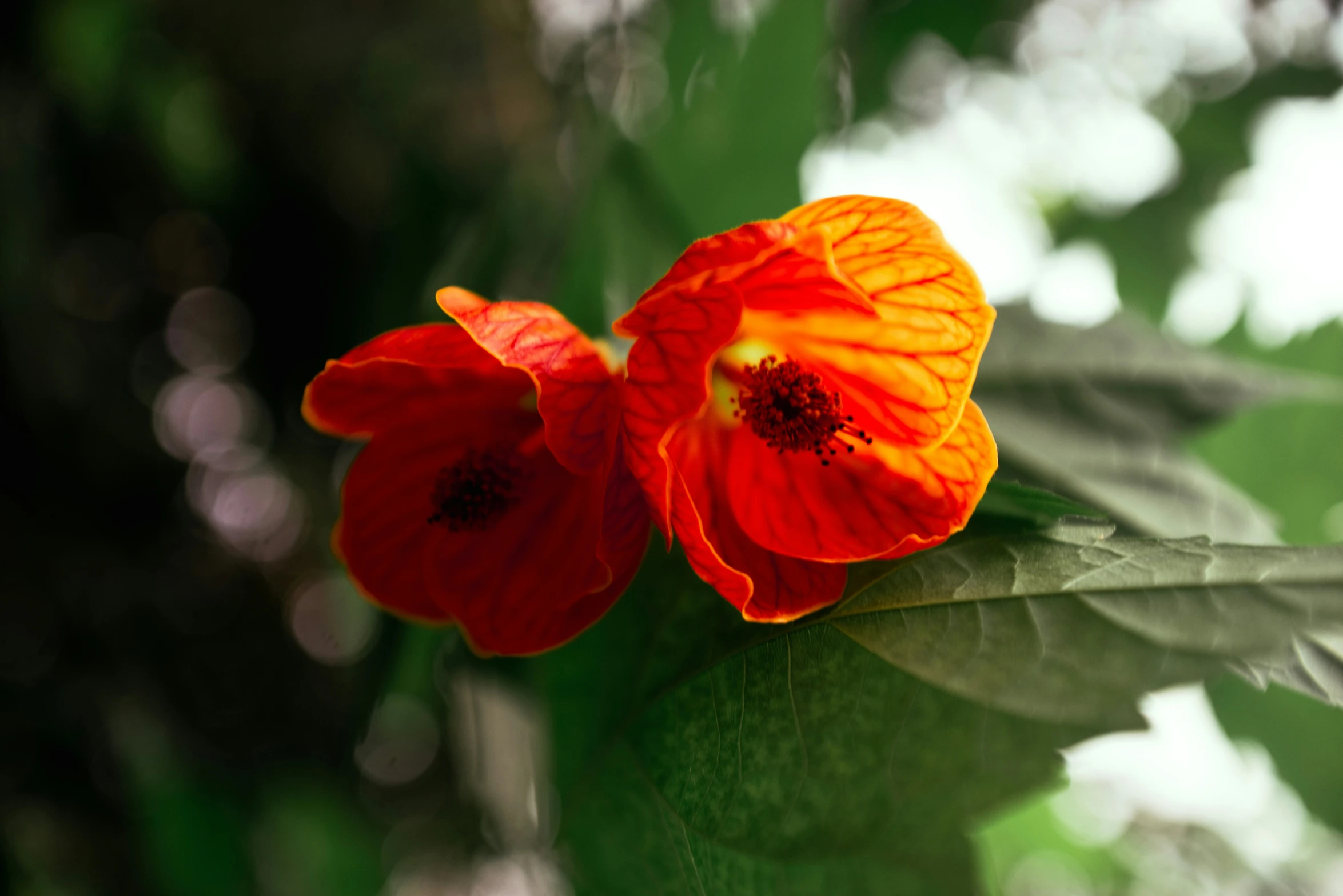 some orange flowers on top of green leaves