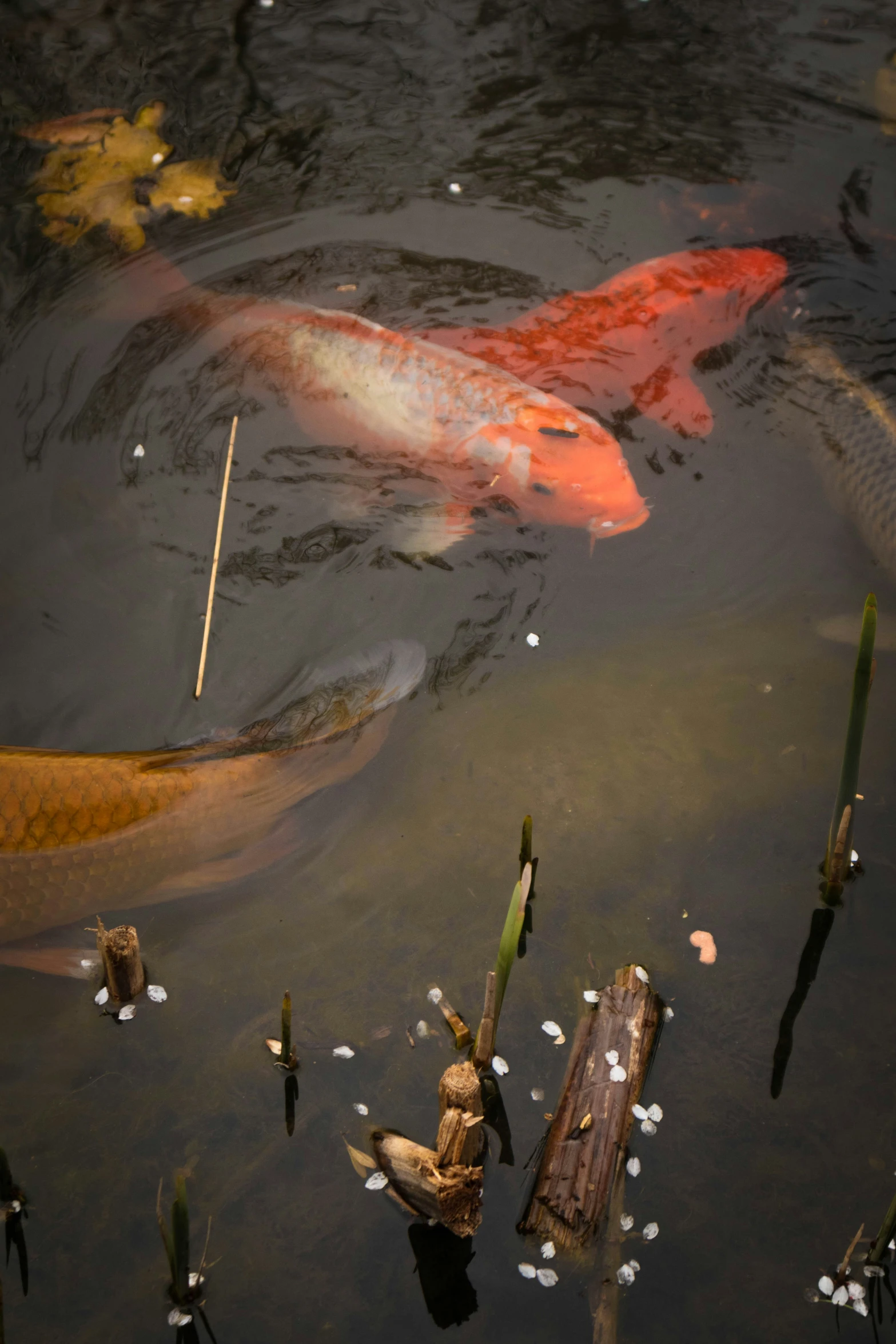 fish swimming on the water with leaves and water plant life