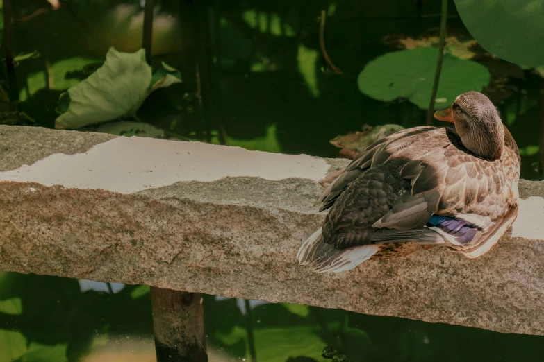 a large bird is resting on the concrete outside