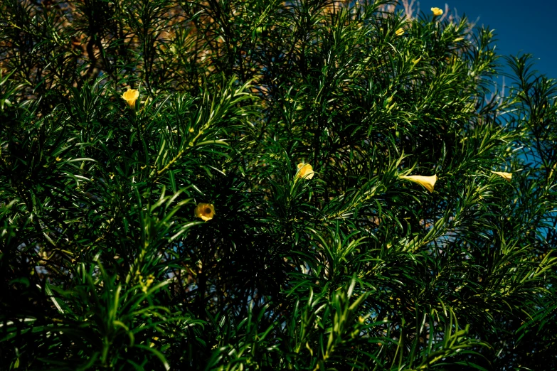 some flowers are in a large green bush