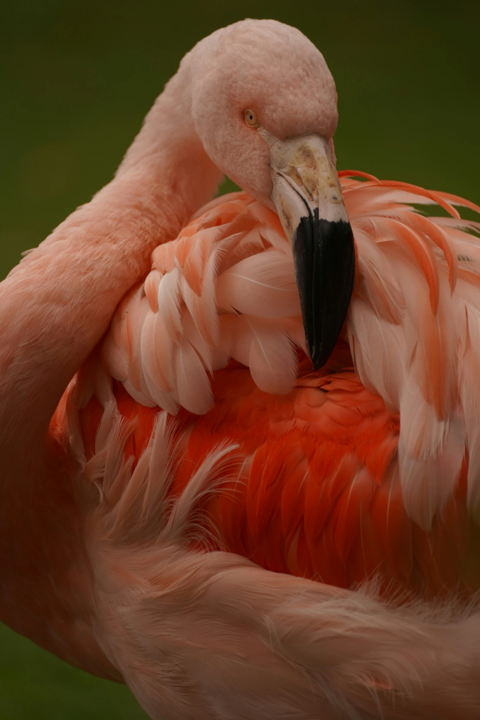 an image of a close up view of a flamingo