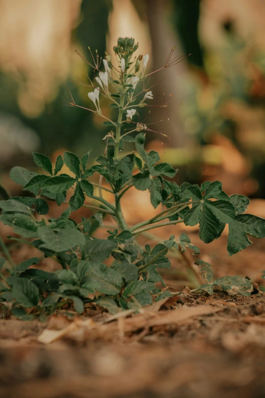 close up of a green plant with leaves