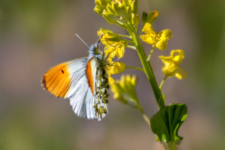 a blue and white erfly rests on a yellow flower