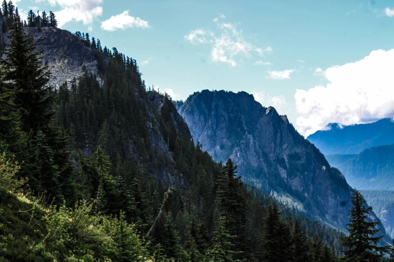 a scenic s of pine trees on a mountain