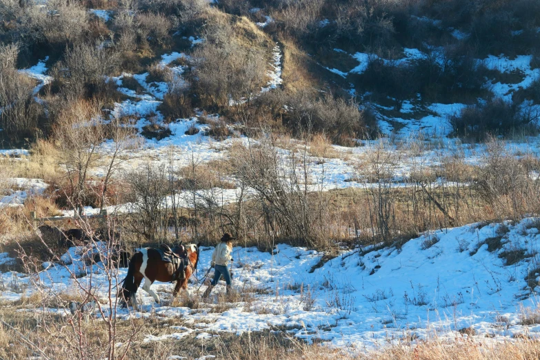 two horses on a snowy hillside in the winter