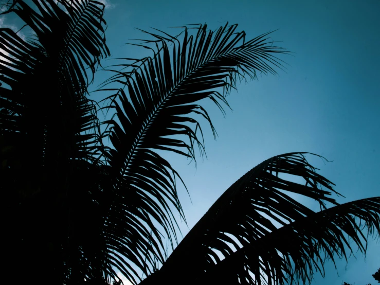 palm trees against the blue sky at night