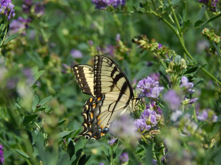 a erfly perched on a flower in the field