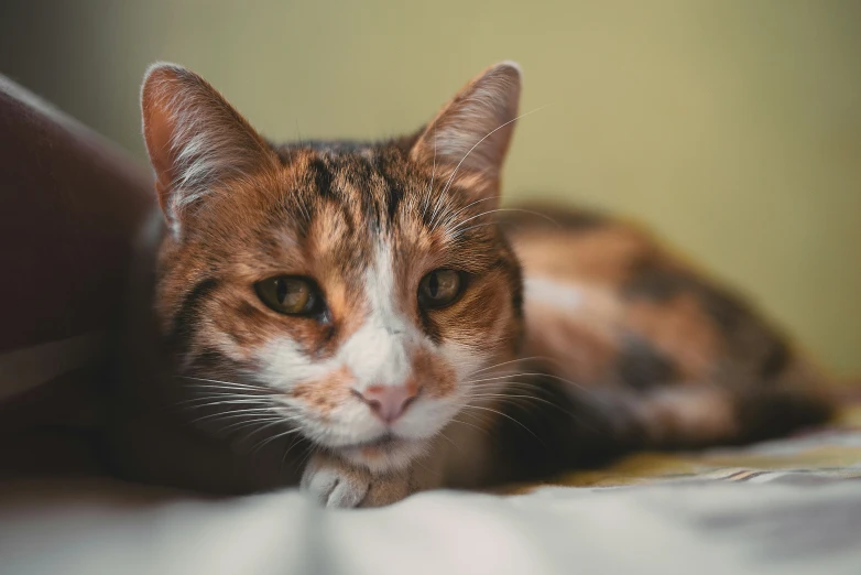 a brown and white cat lays on the bed