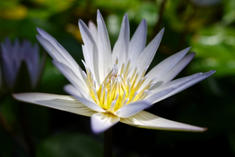 a close up view of the center part of a beautiful flower