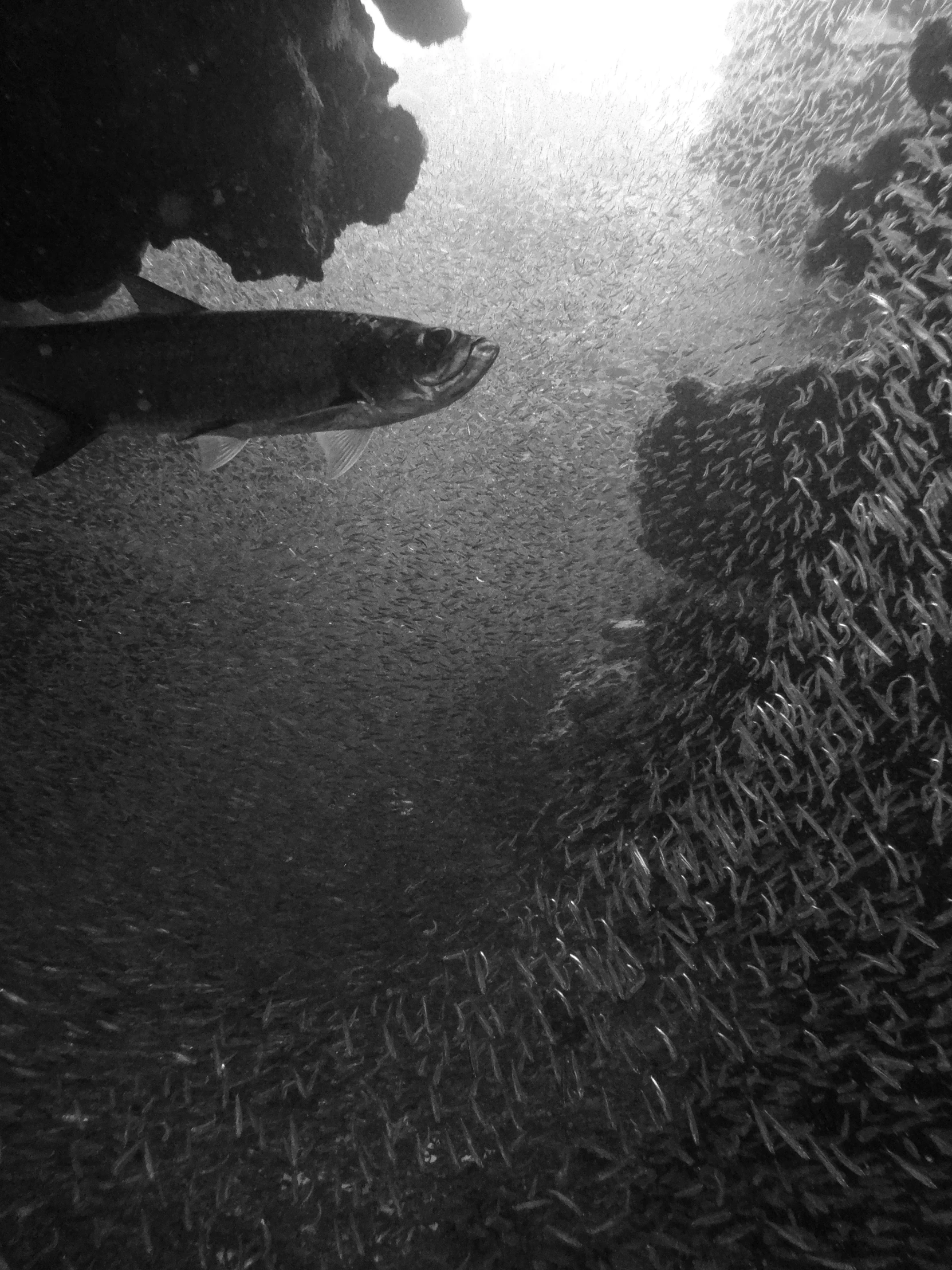 a picture of fish in the water at some rocks