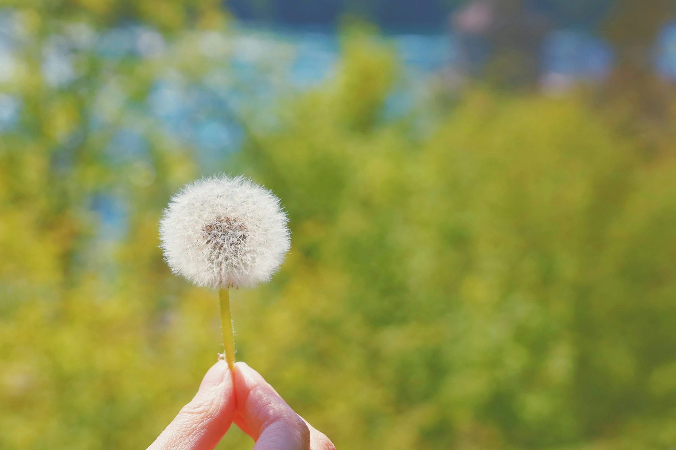 a person is holding a dandelion in front of a green backdrop