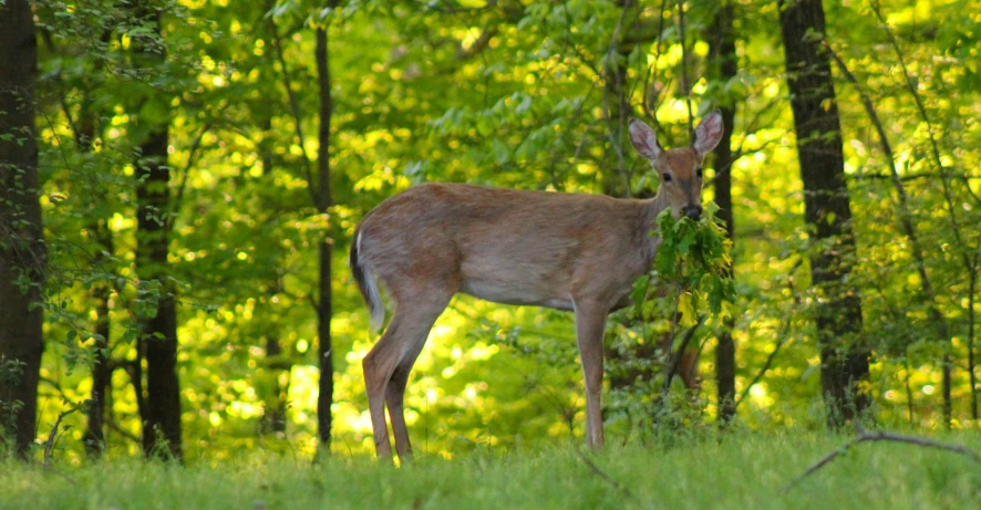 a deer stands alone in the middle of a forest