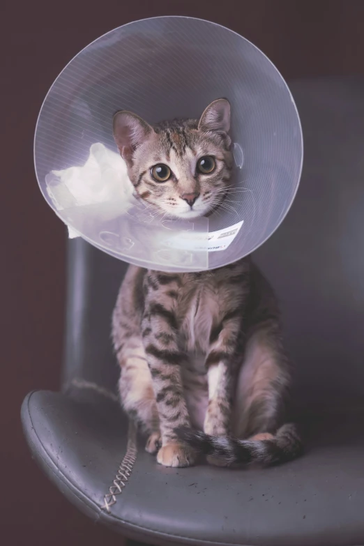 a cat sitting on top of a chair wearing a cone