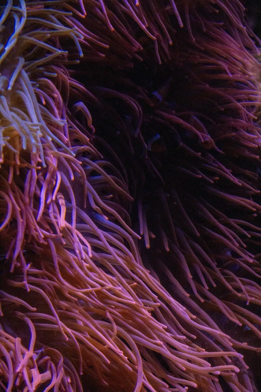 a close up s of an underwater coral