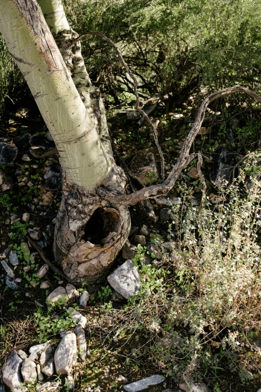 a tree with some kind of twisted nches